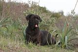 CANE CORSO 163
